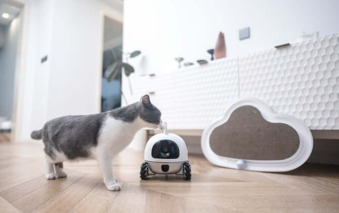Rocki Robot with cat