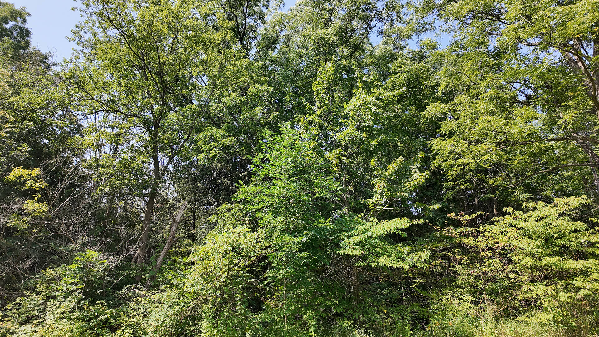 A photo of trees taken with the DJI Osmo Pocket 3