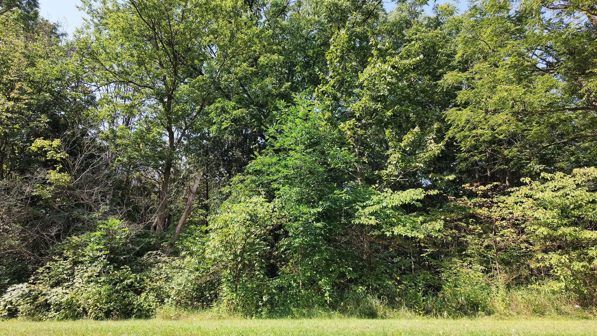 A photo of trees taken with the DJI Osmo Pocket 4