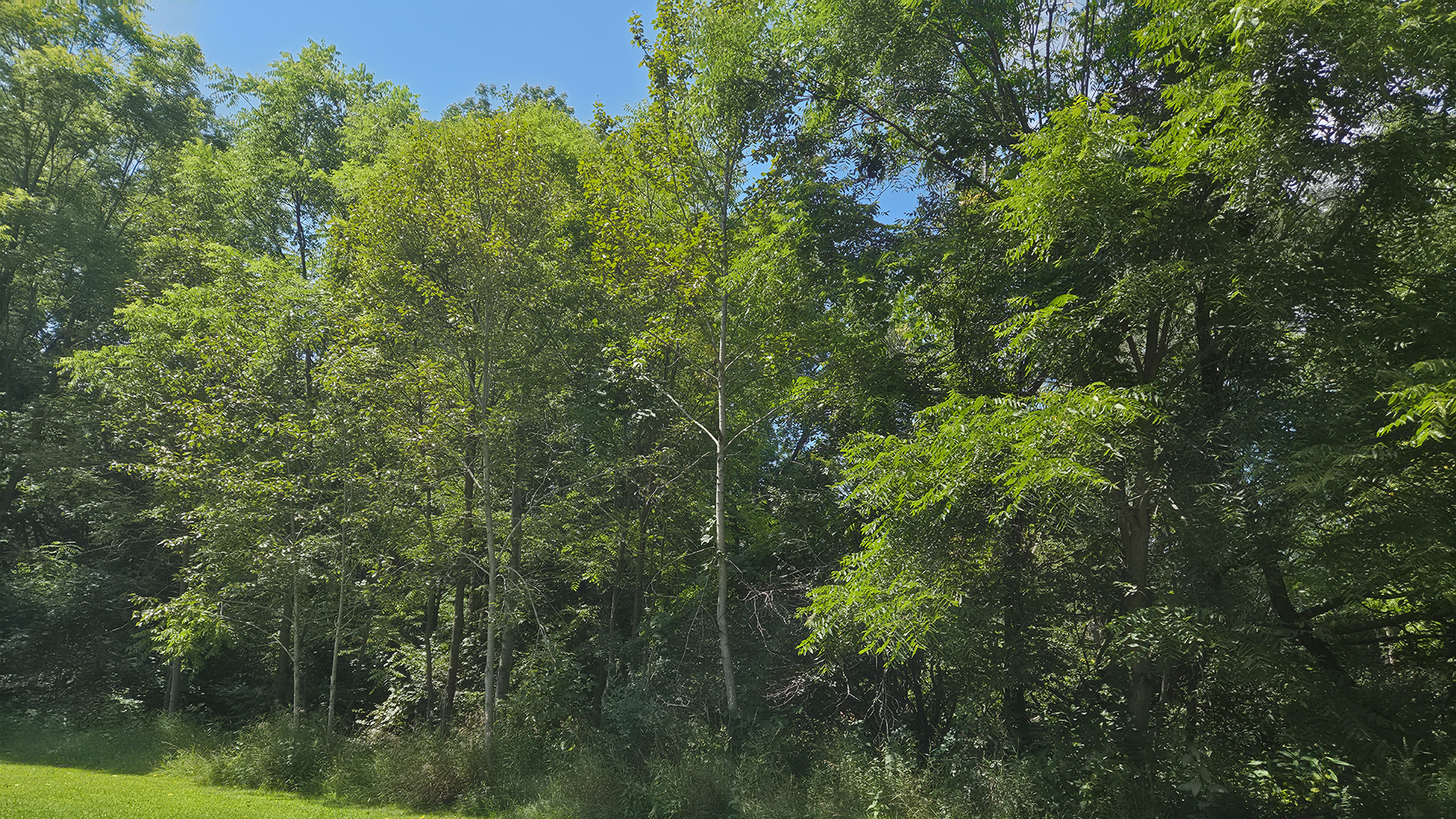 Samsung Galaxy Z Fold 8 open photo of trees