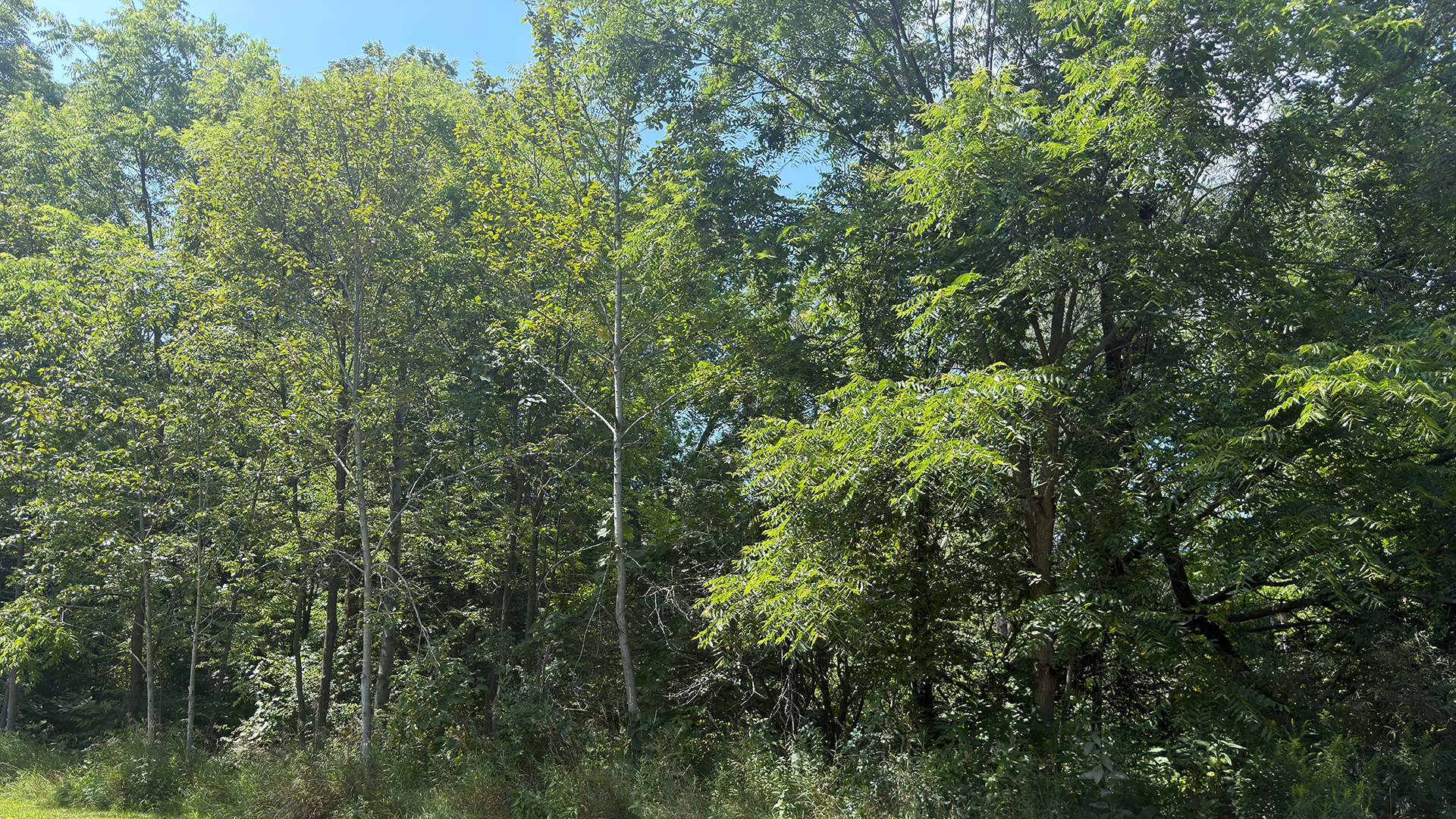 iPhone 17 Pro photo of trees