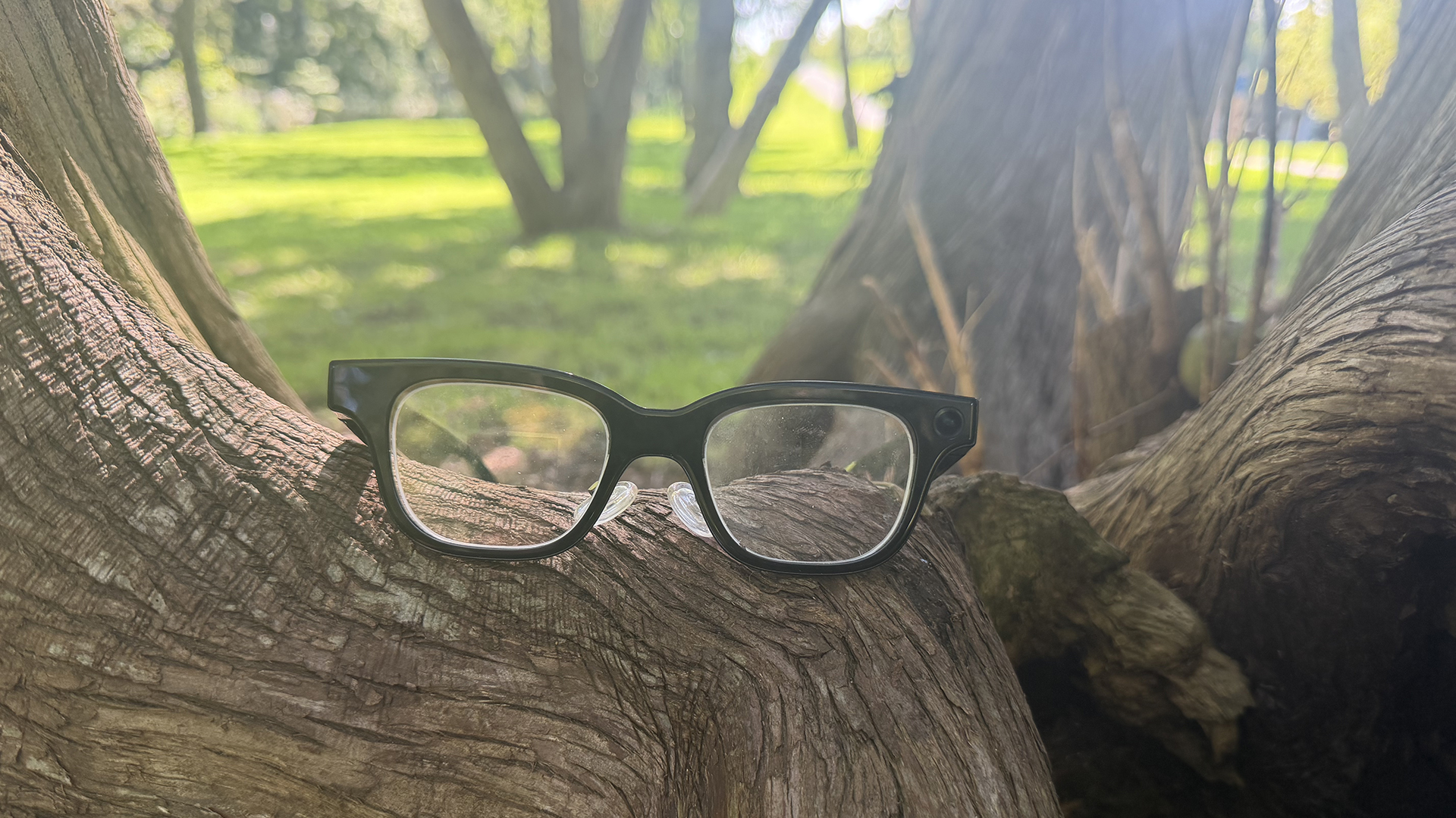 Rokid AI smart glasses on a tree