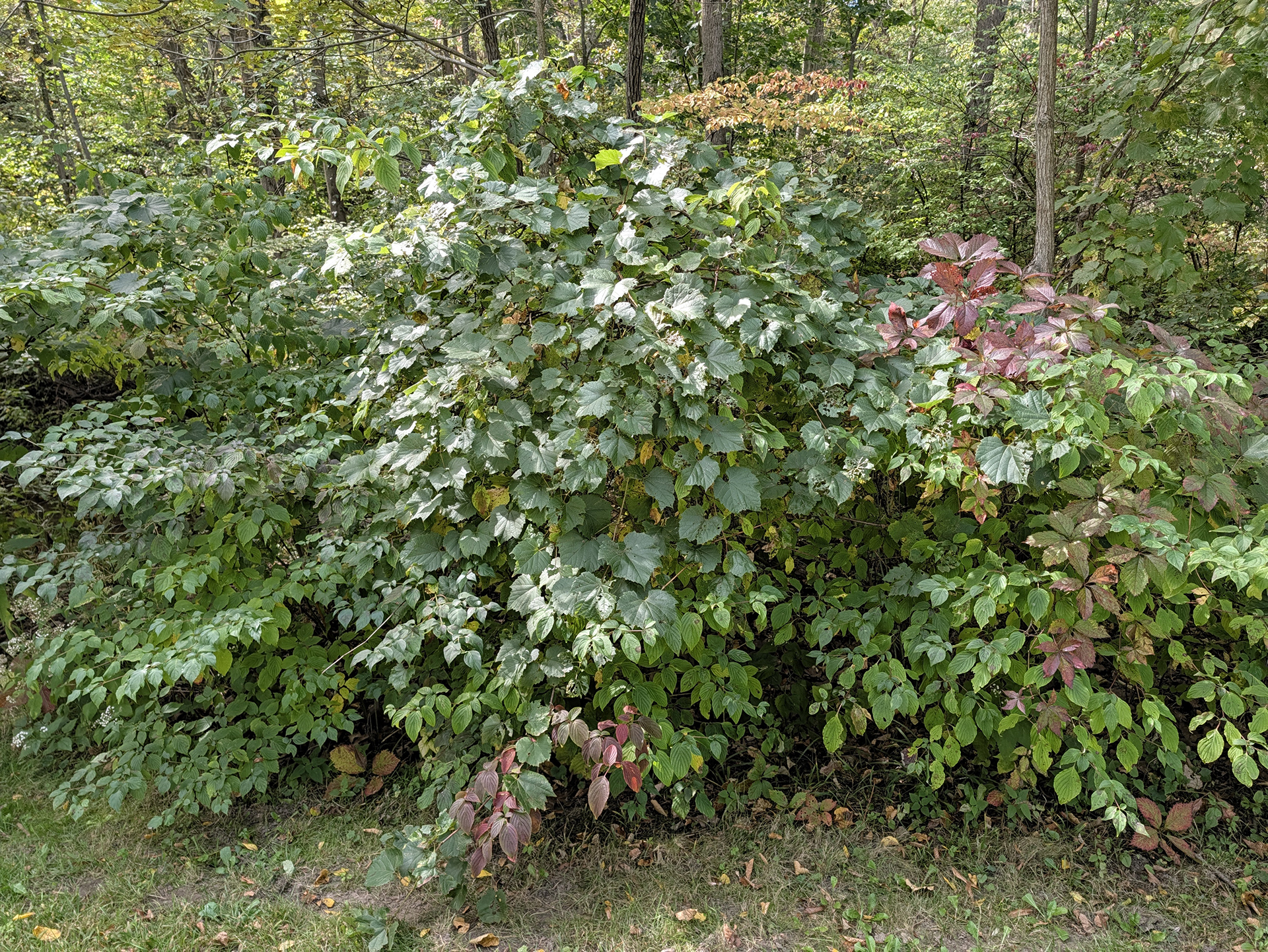 A picture of foliage taken with the Google Pixel 11 Pro