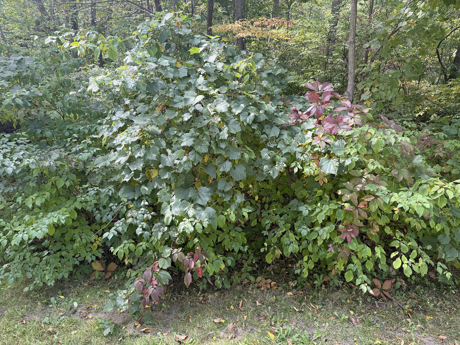 A picture of foliage taken with the iPhone 17 Pro